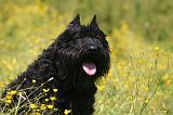 BOUVIER DES FLANDRES 479
